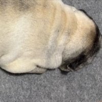 お顔
