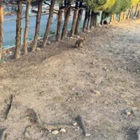 大好きな猫がいる！！