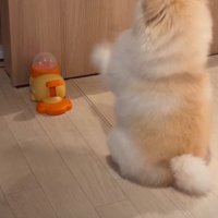 「お願いだから出てきて！」