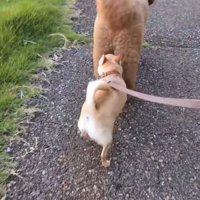 縦に並んで歩くプードルとチワワ