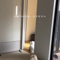 赤ちゃんに駆け寄るコタローくん