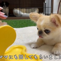 知育おもちゃで遊ぶピノちゃん＆パルムちゃん5