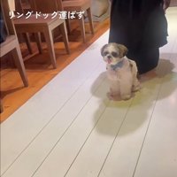 座る犬2