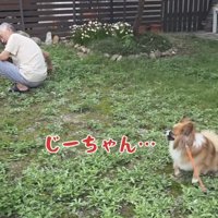 おじいちゃんを見つめる犬
