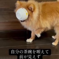 お茶碗がジャストフィット