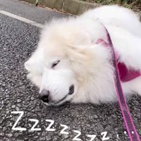 マイペースな性格だそう