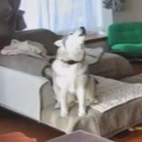 この世の終わりのように絶望…！