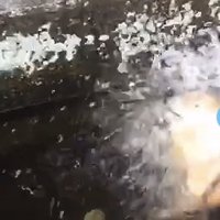 大きくブルブルする犬