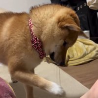 前足で遊ぶそら君