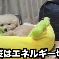 電池切れの三桜ちゃん