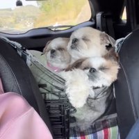 ぎゅうぎゅう…！