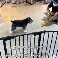 飼い主さんに気づかないジジちゃん