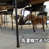 部屋の入り口を見つめる2頭の犬