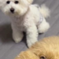 ブランケットの顔かな？