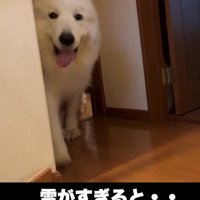 部屋から出てくる犬