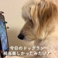 画面に近づく犬1