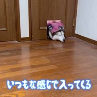 猫用ドアから侵入！？