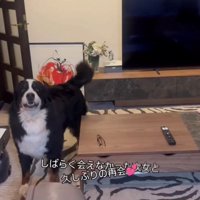 リビングで飼い主を見つめる犬