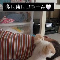小型犬にくっつく赤ちゃん