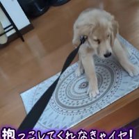 お散歩デビュー！