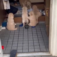 よいしょ、よいしょ！