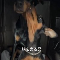 妹犬の顔を舐める兄犬
