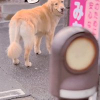 振り向き8回目のメルくん