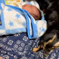 赤ちゃんを覗き込むワンコ