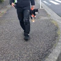 抱えられて横を向く犬1