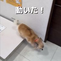 体重計から降りる犬