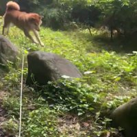 軽快にジャンプ