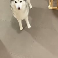 しょんぼり顔で立つハスキー