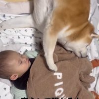 眠る赤ちゃんと柴犬
