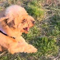 原っぱを駆け出す犬