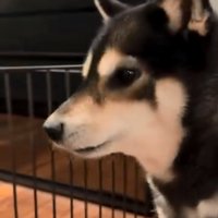 ご飯が食べたいももちゃん