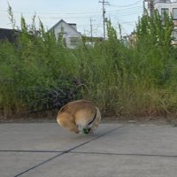 ボール化