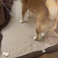 甘えてこない柴犬