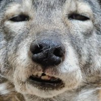 アップのエルちゃん