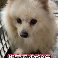 繁殖犬時代のもこちゃん