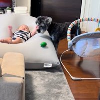 赤ちゃんを遊びに誘うらんちゃん7