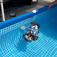 流れる犬