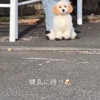 飼い主さんを待つでんでん君2