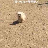 走って来る犬