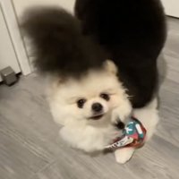 ずっと無抵抗だったしろまるさん