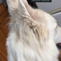 雷が鳴った時のリリーちゃん＆タンタンちゃん8