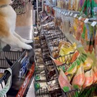 前足をかけておやつ棚をじっと見つめる犬