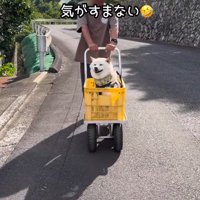 念願のバギーだった♡