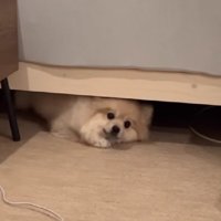 ふわふわ可愛い自宅警備員！！