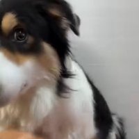 カメラへ視線を向ける犬
