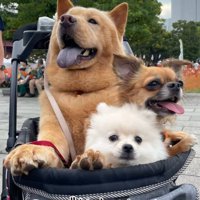 カートに乗るぽぽ太くんたち